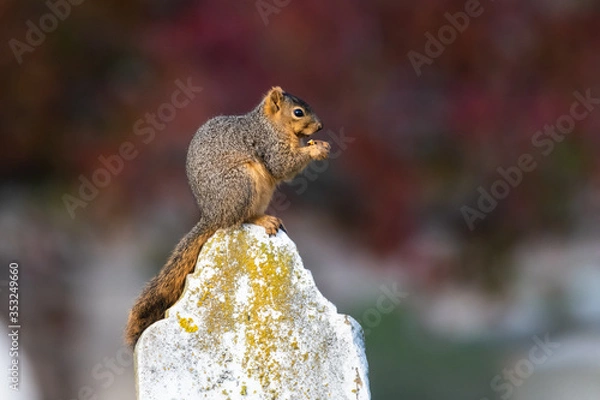 Obraz Squirrel on a Gravestone