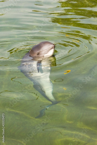 Obraz Morświn lub Phocoena phocoena