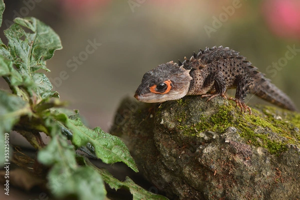 Fototapeta Crocodile skink from indonesia