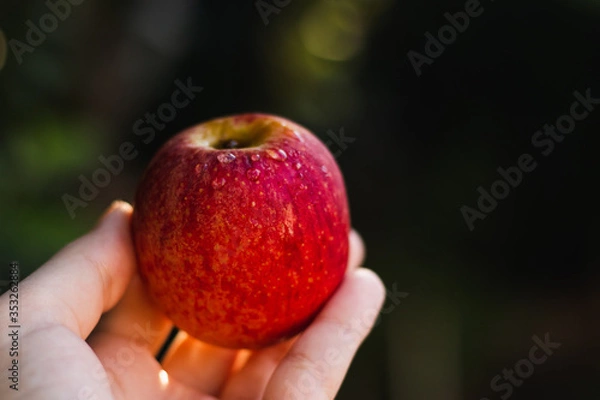 Obraz delicious apples background