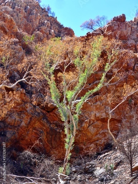Obraz After the fires