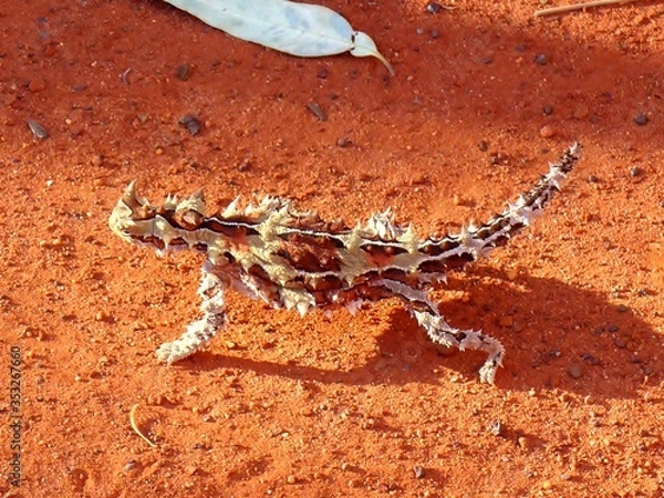 Obraz Thorny Devil