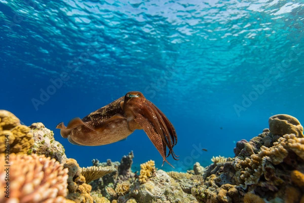 Obraz Cuttlefish on a colorful coral reef and the water surface in background