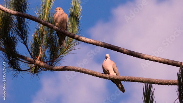 Obraz Cajamarca Peru Andes aves