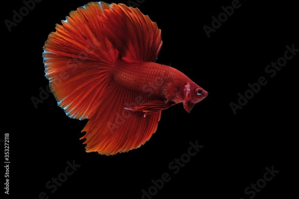 Fototapeta Close up art movement of Red betta fish,Siamese fighting fish isolated on black background.