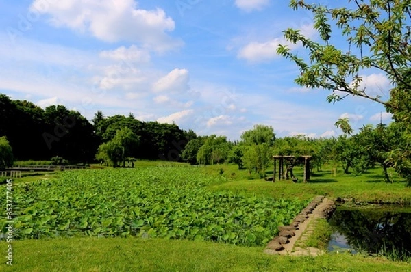 Fototapeta 新緑　蓮池　五月　風景　茨城