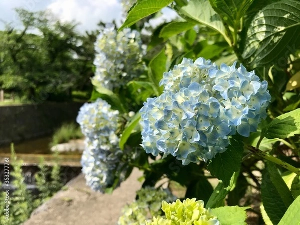 Obraz あじさい　紫陽花　梅雨