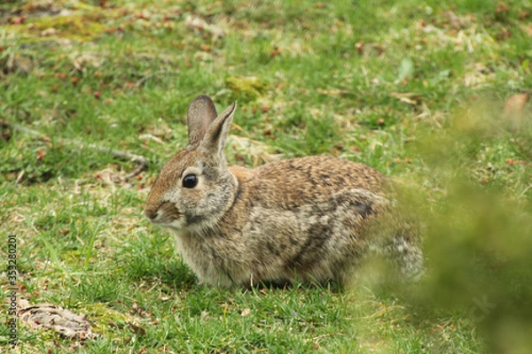 Obraz Close Up of Rabbit