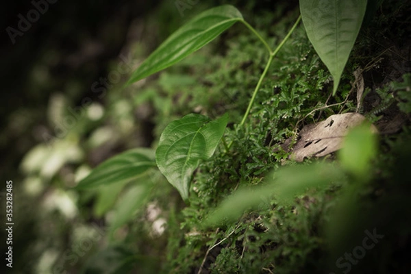 Obraz tropical rainforest foliage