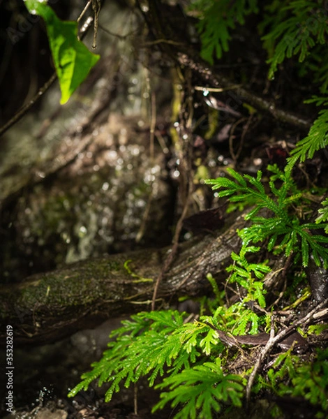 Obraz wet foliage in forest flore