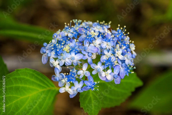 Fototapeta アジサイ