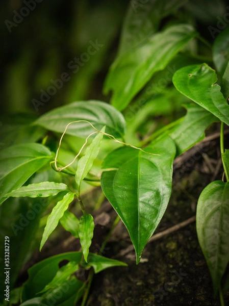 Obraz vine leaves on a trunk