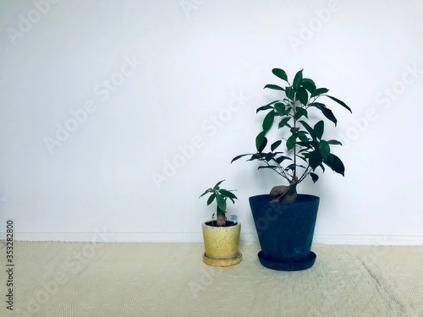 Obraz がじゅまる　パキラ　緑