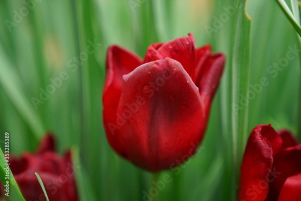 Fototapeta red tulip