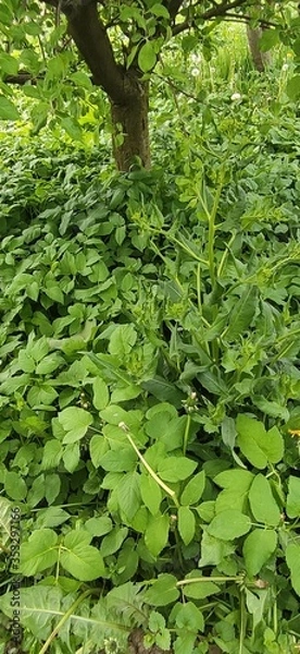 Obraz green leaves background