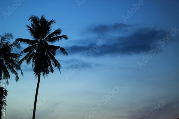Fototapeta palm trees at sunset