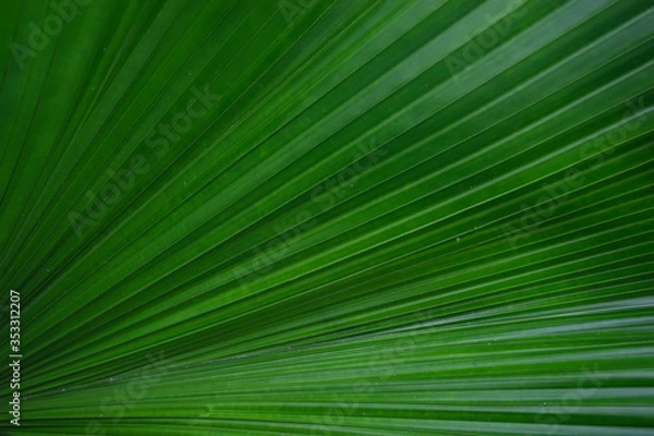 Obraz green palm leaf texture background