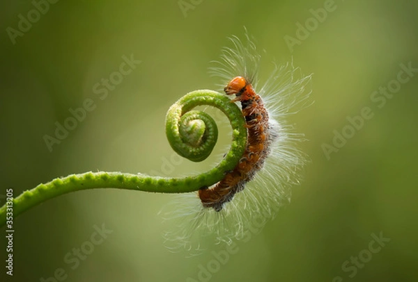 Fototapeta green caterpillar on a leaf