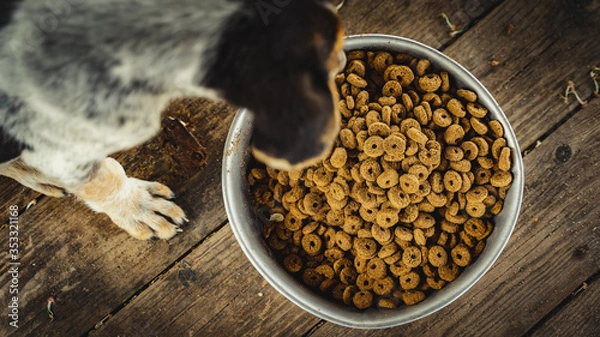 Obraz kibbles dry food with puppy eating