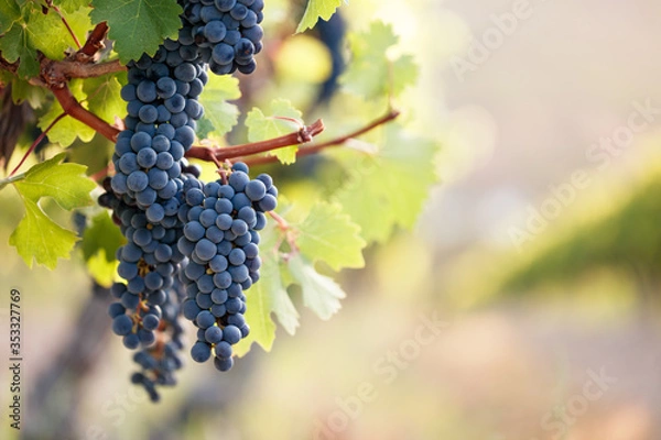 Obraz Bunches of red wine grapes on vine, bright background on blurred vineyard row.