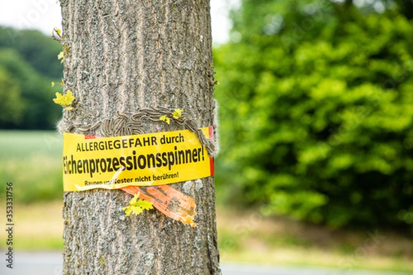 Fototapeta tree with text vorsicht allergiegefahr durch eichenprozessionsspinner Raupen und Nester nicht berühren, in englisch beware of danger of allergy due to the oak procession spinner