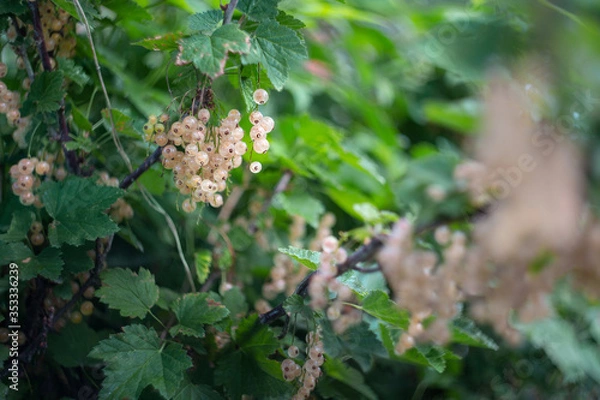 Fototapeta white currant berries on a bush in a garden