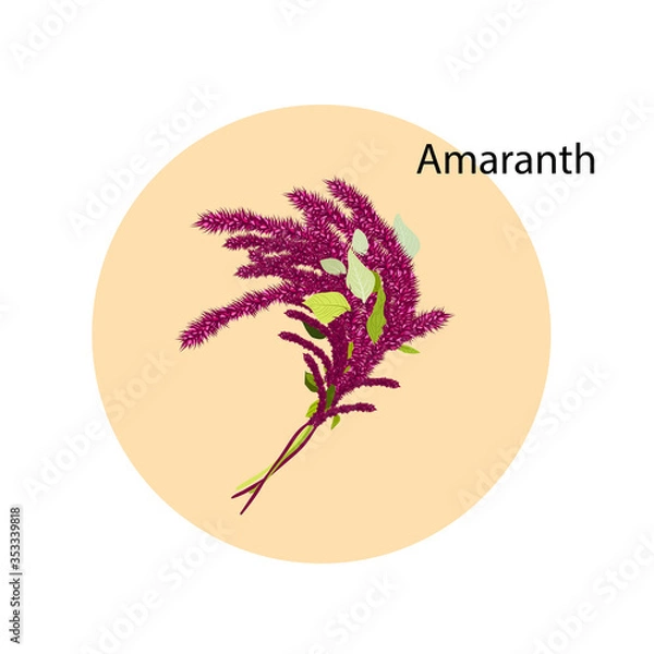 Fototapeta Amaranth bouquet in a beige circle. Idea for a logo. Amaranth flower. Vector illustration.