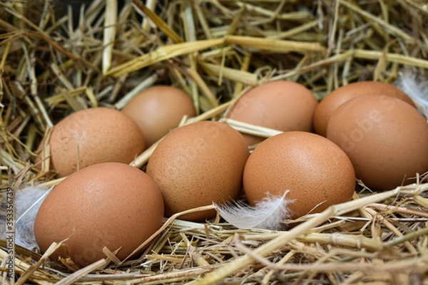 Fototapeta Many eggs in the nest are made from straw. Food obtained from chickens on farms. Healthy products from farmers. Products from rural areas.