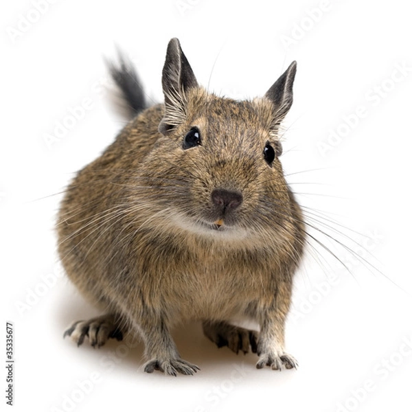 Obraz degu pet