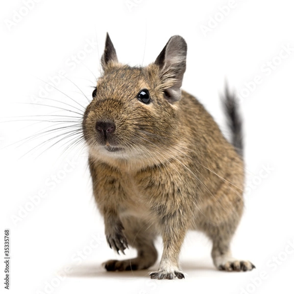 Obraz degu closeup