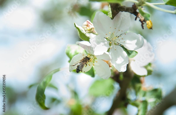 Fototapeta A bee pollinates apple tree flower at spring. A bee sits on a flower of a bush blossoming apple-tree