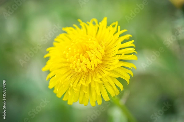 Obraz Dandelion in the forest