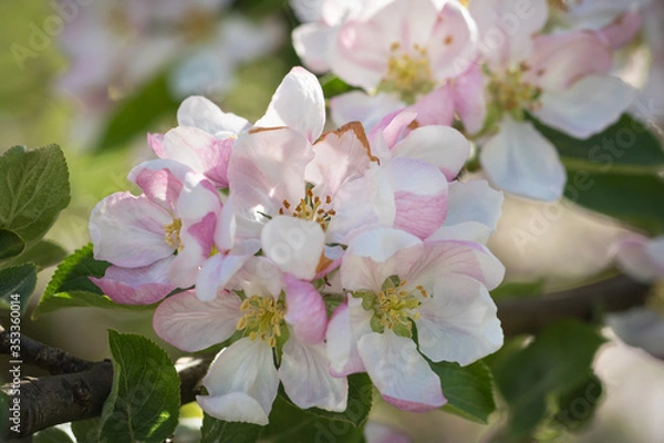 Obraz Blossoming Apple Tree Flowers