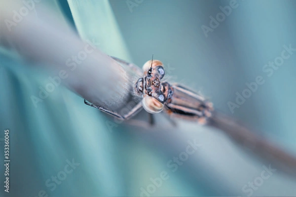 Obraz Fairytale dragonfly on a stalk