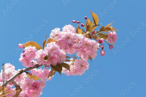 Obraz Decorative apple tree