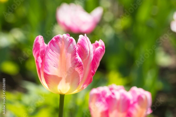 Obraz Tulip in the sun