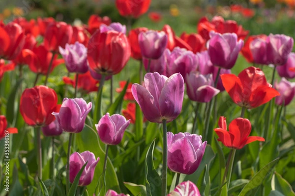 Obraz Red and pink tulips in the sun