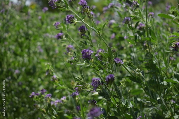 Fototapeta Medicago sativa, alfalfa, lucerne in bloom - close up. Alfalfa is the most cultivated forage legume in the world and has been used as an herbal medicine since ancient times.