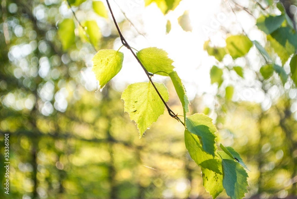 Fototapeta Birch tree leaves on a sunny day. Yellow and green bokeh. Close up