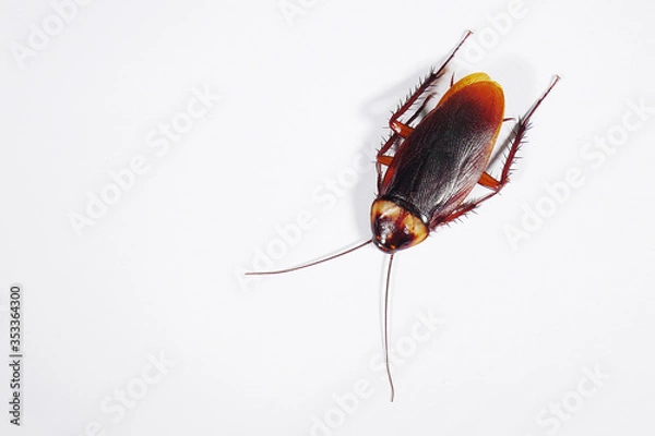 Obraz Top view a dead cockroach on white background