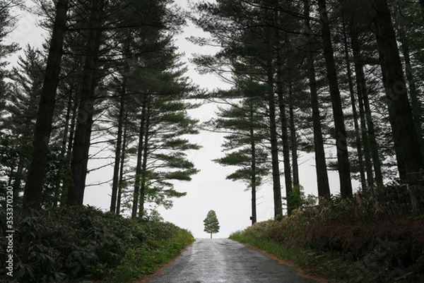 Obraz 北海道富良野坂の上の一本木