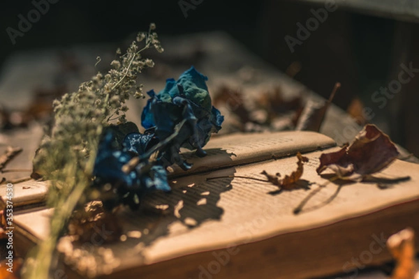 Obraz Rosa azul sobre libro antiguo