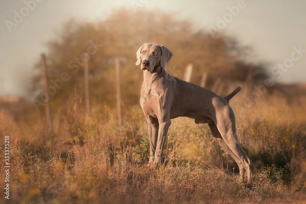Obraz perro waimaraner