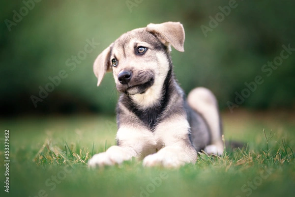 Obraz Cachorro de perro