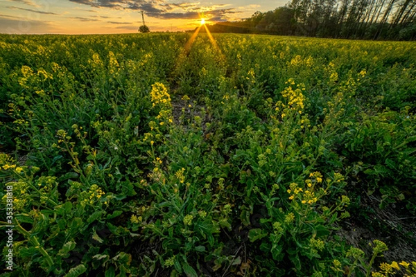 Fototapeta Zachód słońca w polu rzepaku. Sunset in a rape field