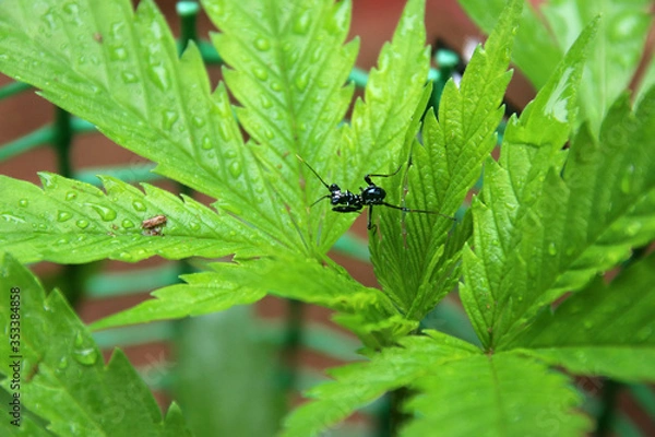 Fototapeta praying mantis on leaf