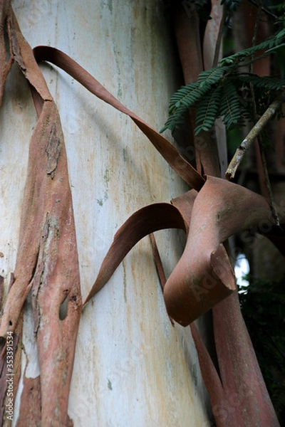 Fototapeta Tree bark