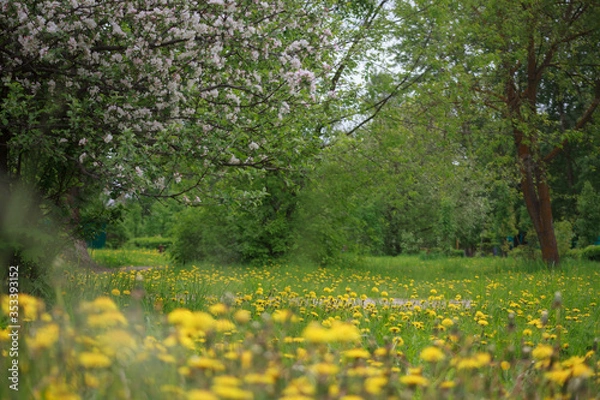Obraz цветущая яблоня,blooming apple tree,