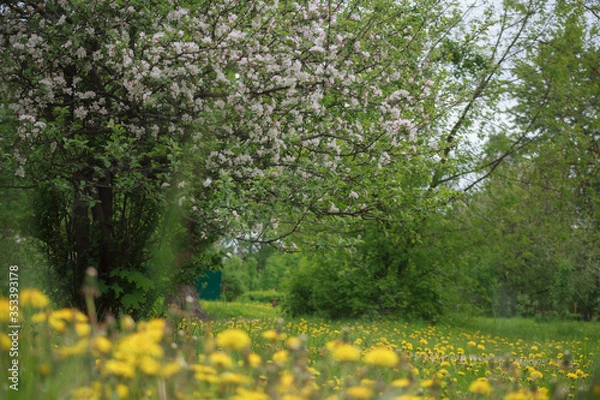 Fototapeta цветущая яблоня,blooming apple tree,
