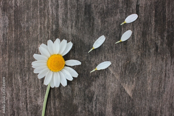 Fototapeta Divination on a daisy. Daisy flower with picked off petals on wooden background. Top view, flat lay, copy space. Love concept